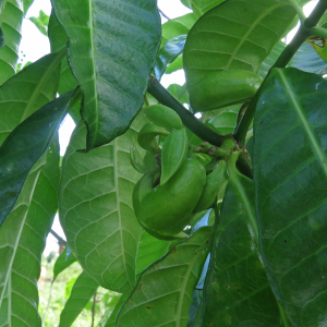 Photographie n°2352236 du taxon Tabernaemontana citrifolia L. [1753]