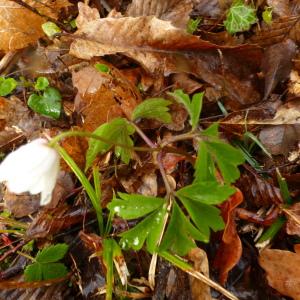 Photographie n°2352244 du taxon Anemone nemorosa L. [1753]