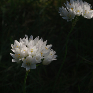 Photographie n°2352303 du taxon Allium neapolitanum Cirillo [1788]