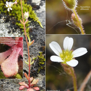 Photographie n°2352333 du taxon Saxifraga tridactylites L. [1753]