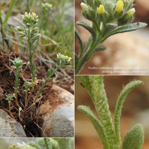 Photographie n°2352341 du taxon Alyssum alyssoides (L.) L. [1759]