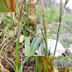  - Carex flacca subsp. serrulata (Biv.) Greuter [1967]