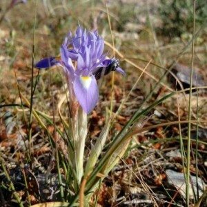 Photographie n°2352365 du taxon Moraea sisyrinchium (L.) Ker Gawl. [1805]