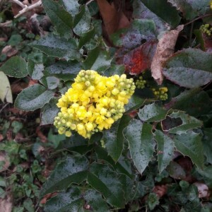 Photographie n°2352420 du taxon Berberis aquifolium Pursh [1814]