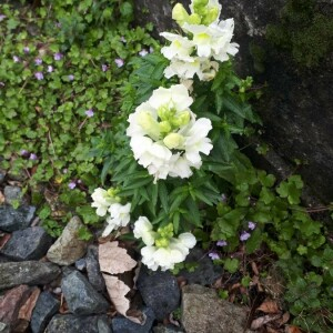 Photographie n°2352443 du taxon Antirrhinum majus L. [1753]