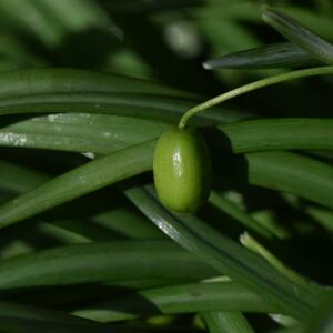 Photographie n°2352489 du taxon Galanthus nivalis L. [1753]
