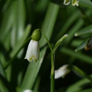 Photographie n°2352494 du taxon Galanthus nivalis L. [1753]