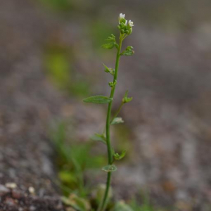 Photographie n°2352496 du taxon Arabidopsis thaliana (L.) Heynh. [1842]