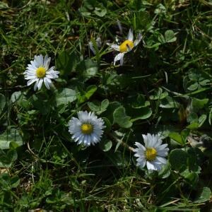 Photographie n°2352515 du taxon Bellis perennis L. [1753]