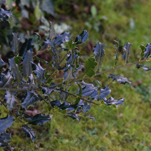 Photographie n°2352522 du taxon Ilex aquifolium L. [1753]