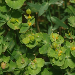 Photographie n°2352584 du taxon Euphorbia serrata L.