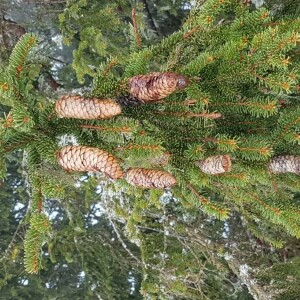 Photographie n°2352609 du taxon Picea abies (L.) H.Karst. [1881]