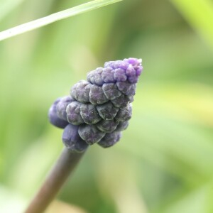 Photographie n°2352610 du taxon Muscari neglectum Guss. ex Ten. [1842]