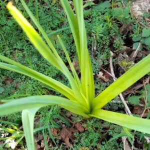 Photographie n°2352626 du taxon Hemerocallis fulva (L.) L. [1762]