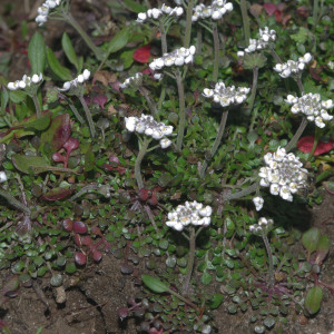 Photographie n°2352651 du taxon Teesdalia nudicaulis (L.) R.Br. [1812]