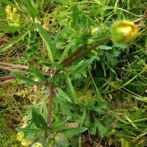 Photographie n°2352701 du taxon Ranunculus bulbosus L. [1753]