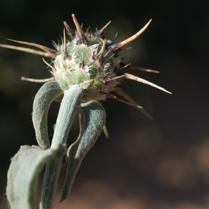 Photographie n°2352738 du taxon Centaurea melitensis L. [1753]