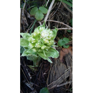 Petasites japonicus (Siebold & Zucc.) Maxim. (Pétasite du Japon)