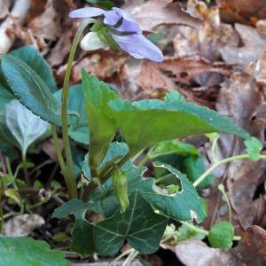 Photographie n°2352755 du taxon Viola riviniana Rchb.