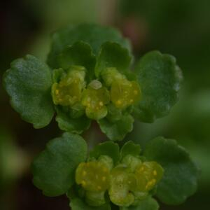 Photographie n°2352771 du taxon Chrysosplenium oppositifolium L. [1753]