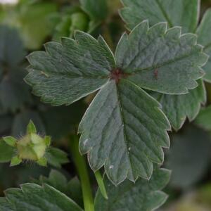 Photographie n°2352788 du taxon Potentilla sterilis (L.) Garcke [1856]