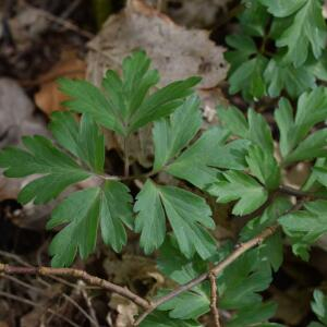 Photographie n°2352789 du taxon Anemone nemorosa L. [1753]