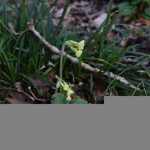 Photographie n°2352795 du taxon Primula elatior (L.) Hill [1765]