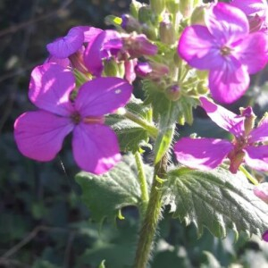 Photographie n°2352824 du taxon Lunaria annua L. [1753]