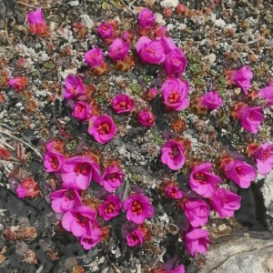 Photographie n°2352839 du taxon Saxifraga oppositifolia L. [1753]