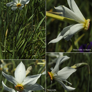 Photographie n°2352844 du taxon Narcissus poeticus L.