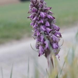 Photographie n°2352846 du taxon Himantoglossum robertianum (Loisel.) P.Delforge [1999]