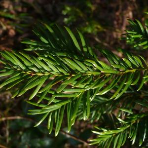 Photographie n°2352863 du taxon Taxus baccata L.