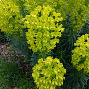 Photographie n°2352907 du taxon Euphorbia characias L. [1753]