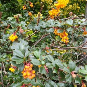 Photographie n°2352933 du taxon Berberis darwinii Hook. [1852]