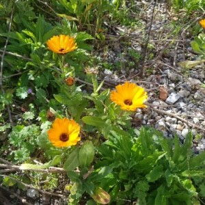 Photographie n°2352934 du taxon Calendula officinalis L. [1753]