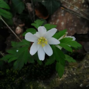 Photographie n°2352972 du taxon Anemone nemorosa L. [1753]