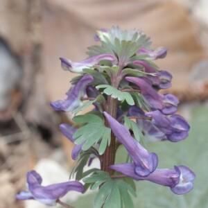 Photographie n°2352999 du taxon Corydalis solida (L.) Clairv. [1811]