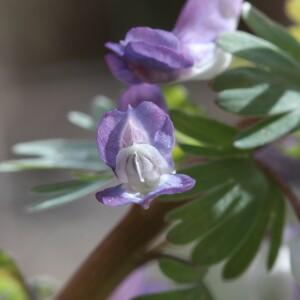 Photographie n°2353001 du taxon Corydalis solida (L.) Clairv. [1811]