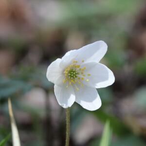 Photographie n°2353021 du taxon Anemone nemorosa L. [1753]