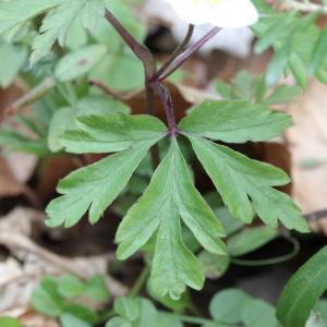 Photographie n°2353023 du taxon Anemone nemorosa L. [1753]