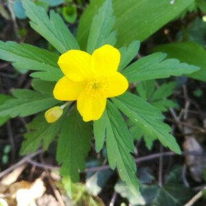 Photographie n°2353071 du taxon Anemone ranunculoides L. [1753]