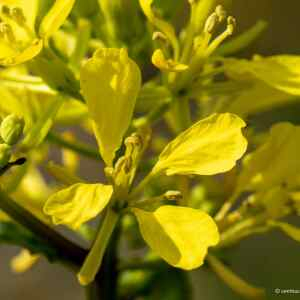 Photographie n°2353108 du taxon Sinapis arvensis L. [1753]