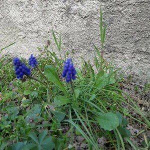 Photographie n°2353122 du taxon Muscari neglectum Guss. ex Ten. [1842]