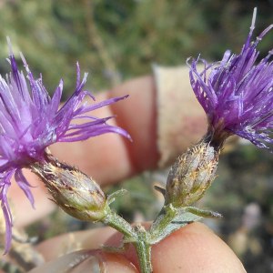 Photographie n°2353190 du taxon Centaurea paniculata subsp. paniculata