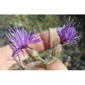 Centaurea cadevallii Pau (Centaurée à panicule)