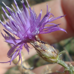 Photographie n°2353191 du taxon Centaurea paniculata subsp. paniculata