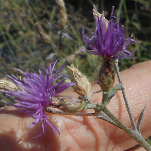 Photographie n°2353192 du taxon Centaurea paniculata subsp. paniculata