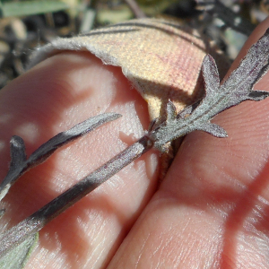 Photographie n°2353193 du taxon Centaurea paniculata subsp. paniculata