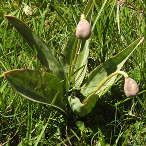 Photographie n°2353204 du taxon Erythronium dens-canis L.