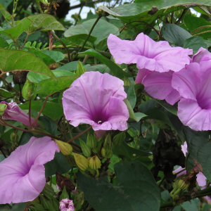 Photographie n°2353225 du taxon Ipomoea setifera Poir. [1804]